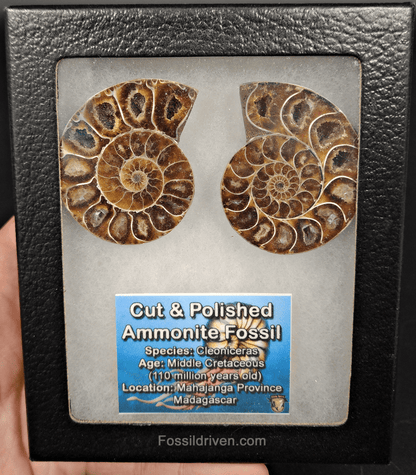 2.05" Cut & Polished Agatized Ammonite Fossil – Display Specimen | Fossil Driven - Fossil Driven