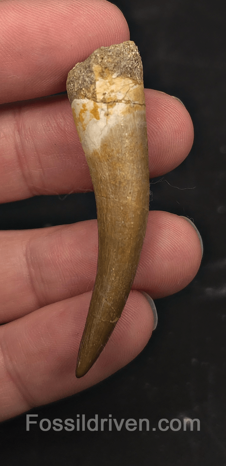 2.05" Fossil Plesiosaur (Zarafasaurus) Tooth - Morocco - Fossil Driven