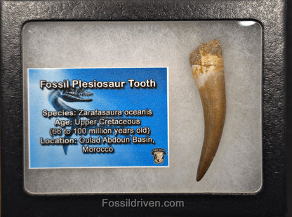 2.05" Fossil Plesiosaur (Zarafasaurus) Tooth - Morocco - Fossil Driven