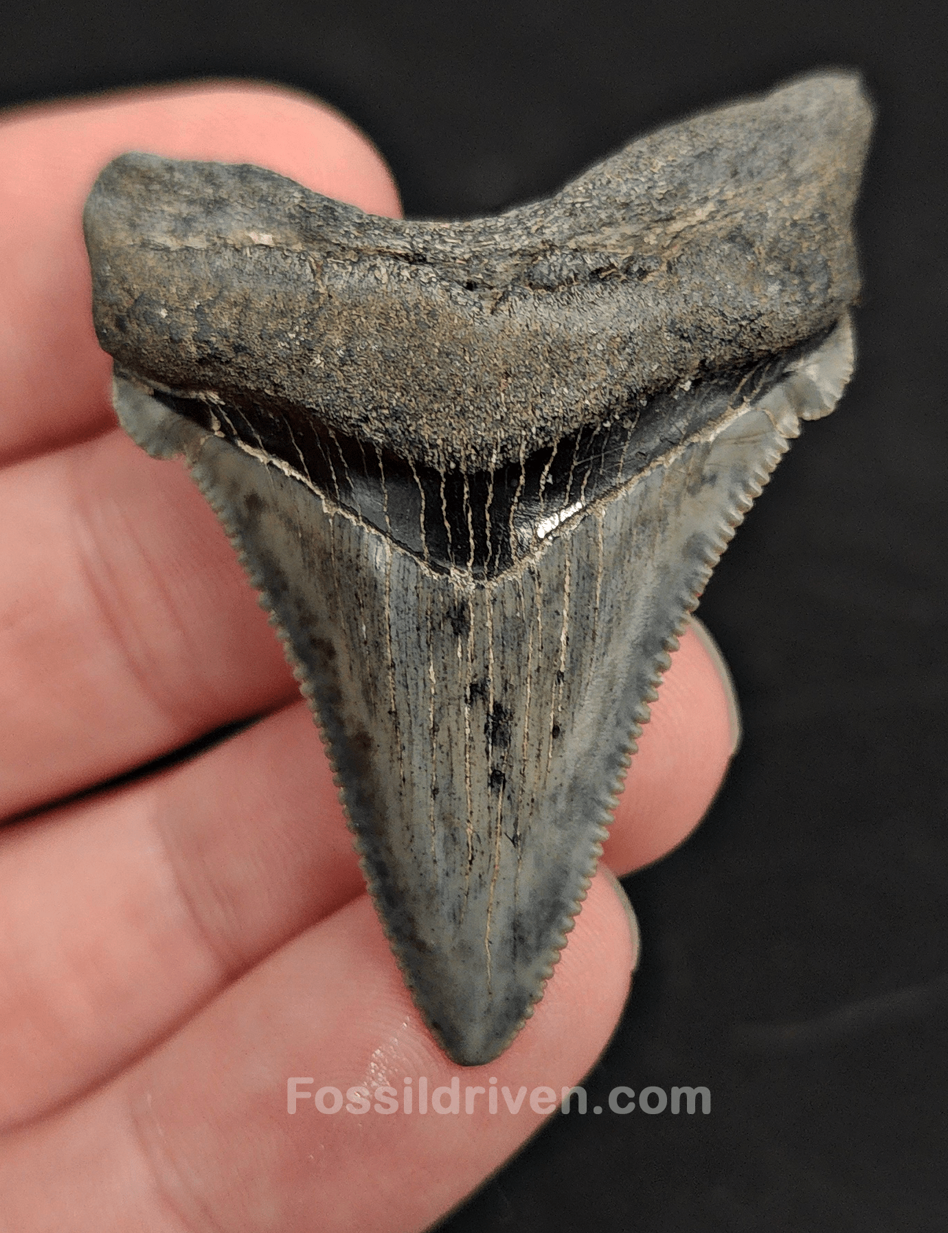2.06" Fossil Angustidens Shark Tooth – Beaufort, South Carolina (Otodus angustidens) - Fossil Driven
