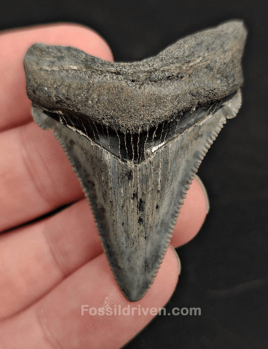 2.06" Fossil Angustidens Shark Tooth – Beaufort, South Carolina (Otodus angustidens) - Fossil Driven
