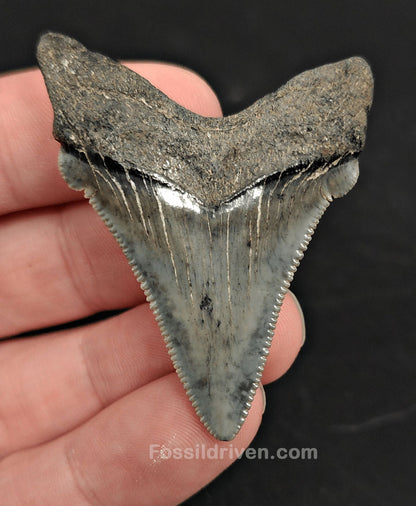 2.06" Fossil Angustidens Shark Tooth – South Carolina (Otodus angustidens) - Fossil Driven