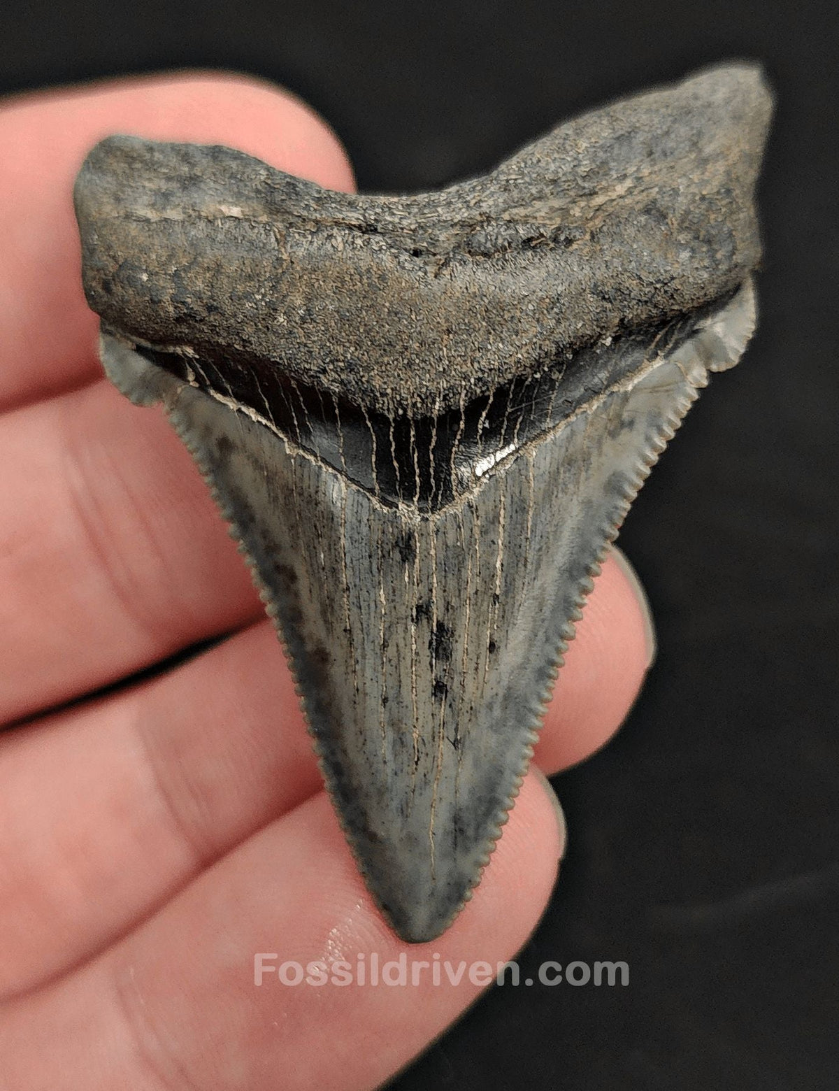 2.06" Fossil Angustidens Shark Tooth – South Carolina (Otodus angustidens) - Fossil Driven
