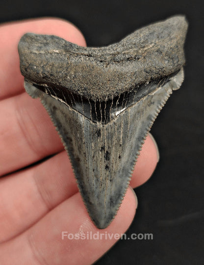 2.06" Fossil Angustidens Shark Tooth – South Carolina (Otodus angustidens) - Fossil Driven