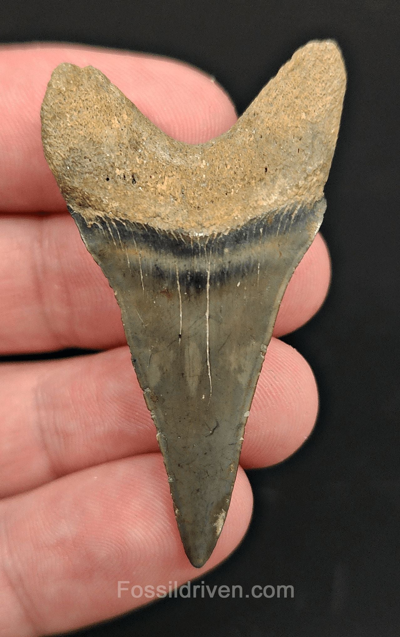 2.06" Fossil Hastalis Mako Shark Tooth – Golden Beach, Florida | Fossil Driven - Fossil Driven