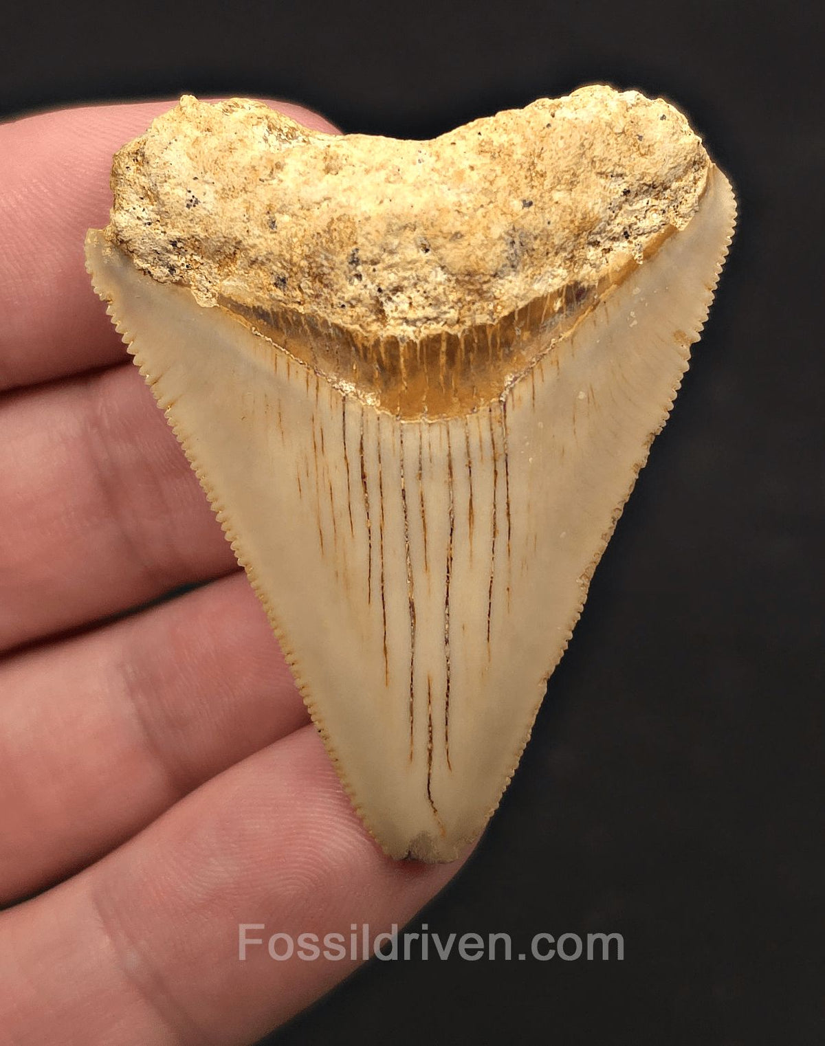 2.06" Fossil Megalodon Tooth for Sale - Java, Indonesia - Fossil Driven