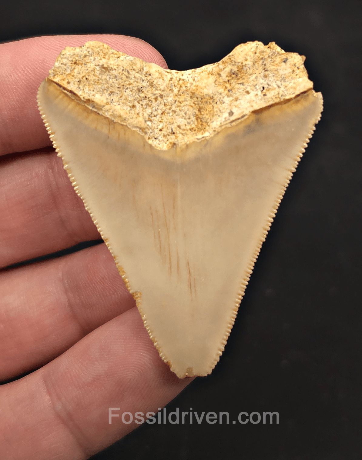 2.06" Fossil Megalodon Tooth for Sale - Java, Indonesia - Fossil Driven