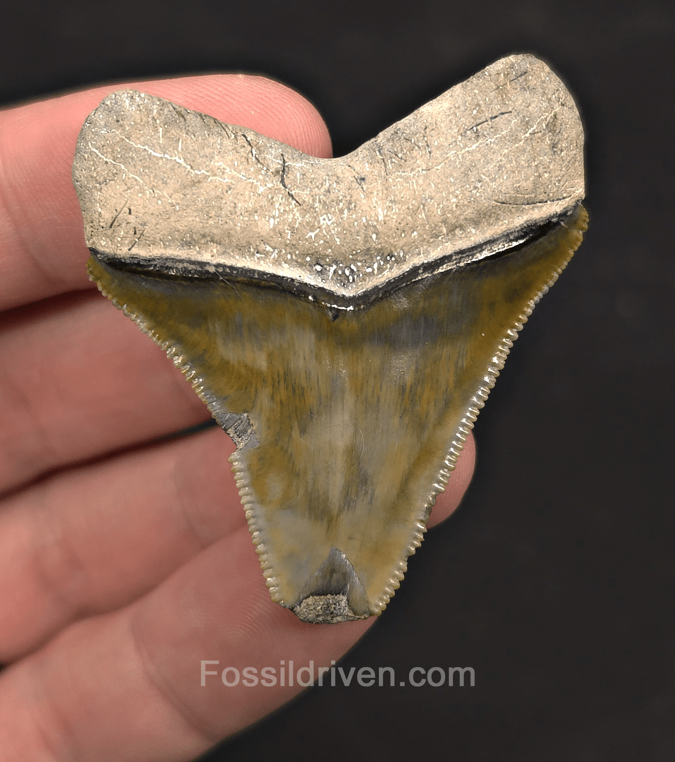 2.06" Green Fossil Megalodon Tooth - Bone Valley, Florida | Fossil Driven - Fossil Driven