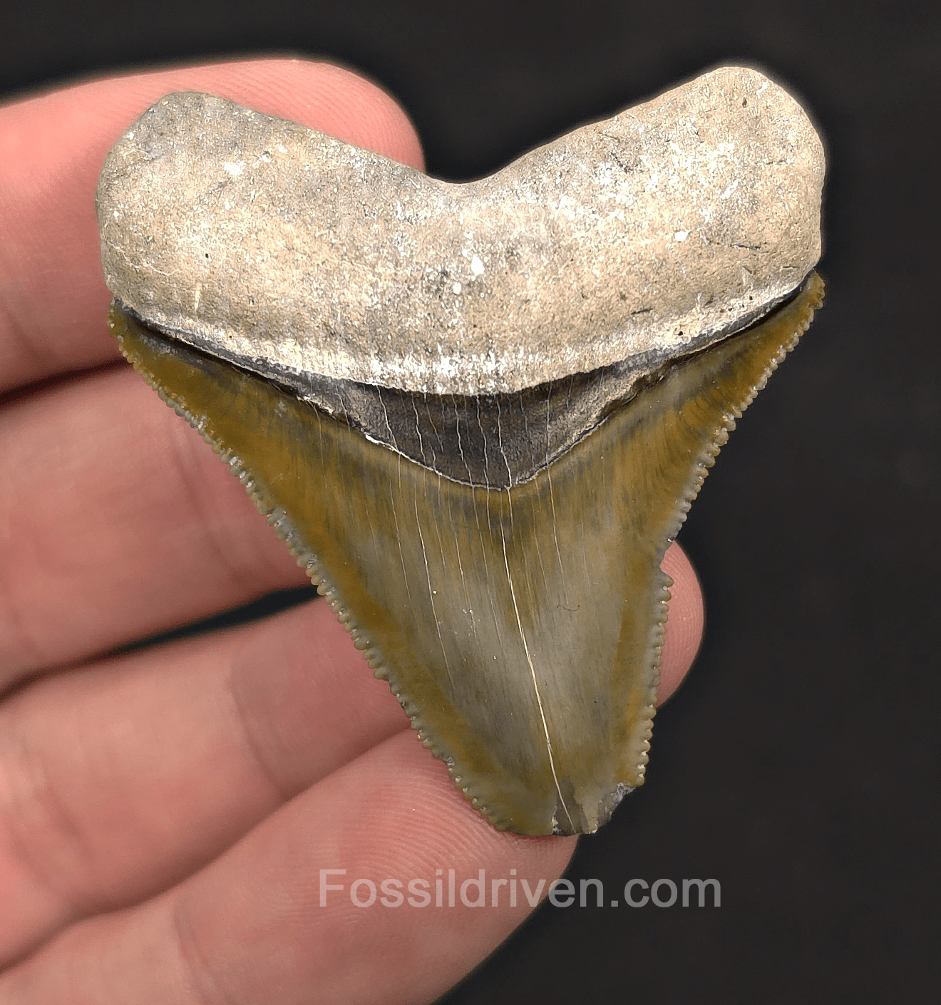 2.06" Green Fossil Megalodon Tooth - Bone Valley, Florida | Fossil Driven - Fossil Driven