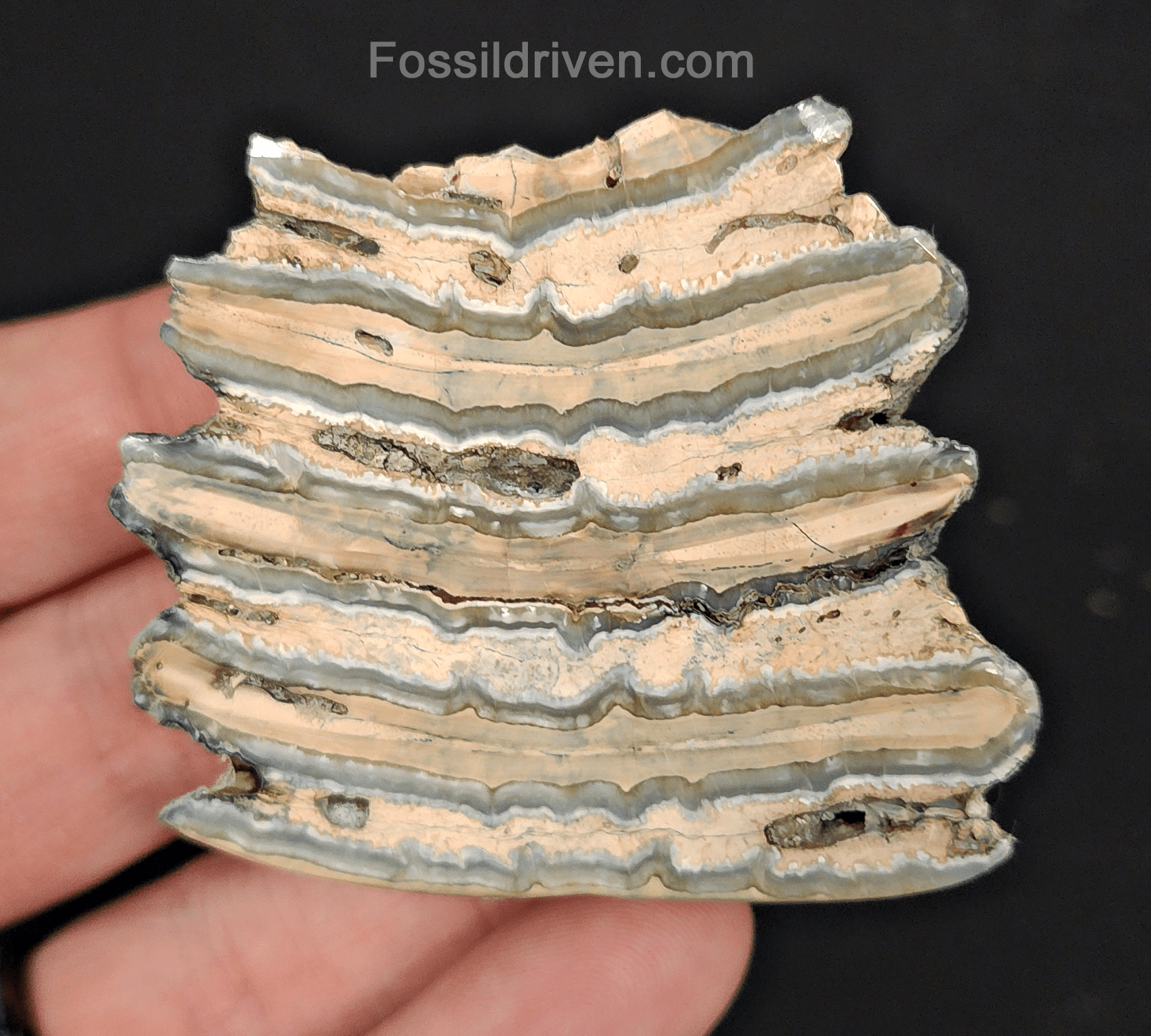 2.07" Columbian Mammoth Tooth Slice – Authentic Fossil | Fossil Driven - Fossil Driven