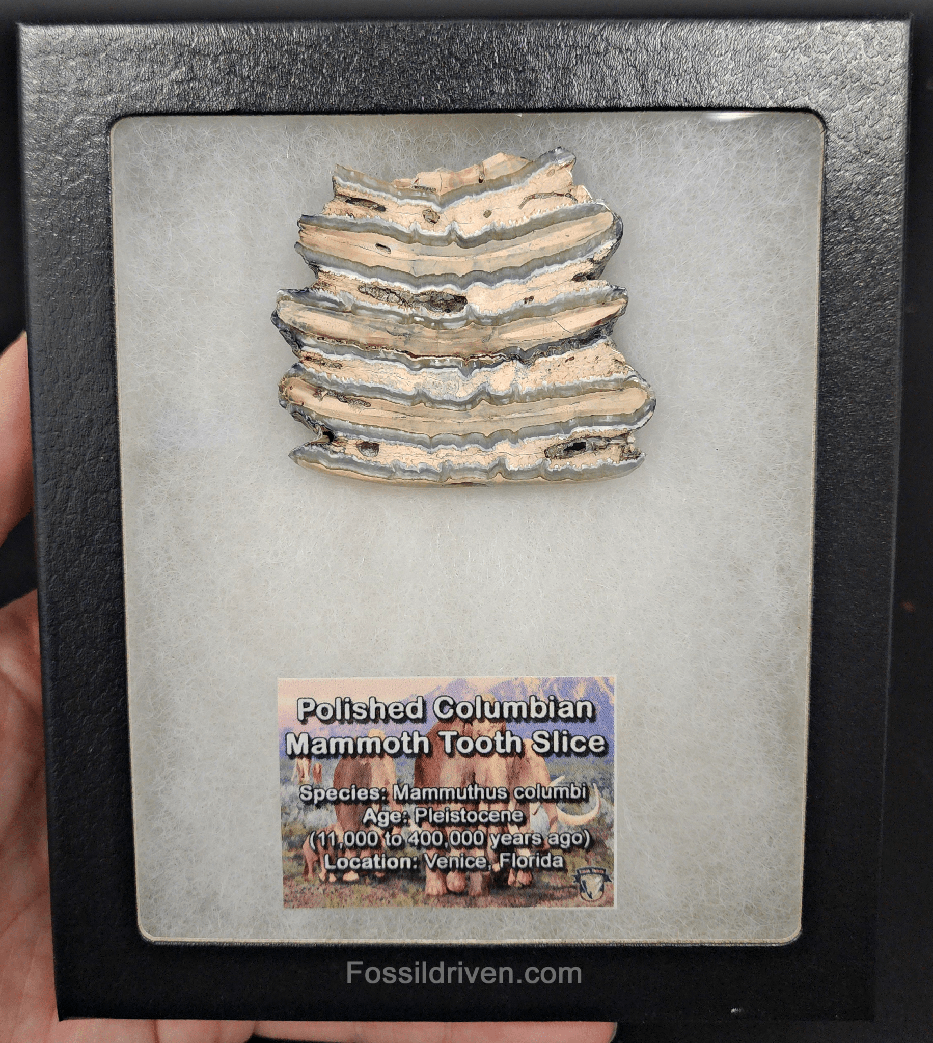 2.07" Columbian Mammoth Tooth Slice – Authentic Fossil | Fossil Driven - Fossil Driven