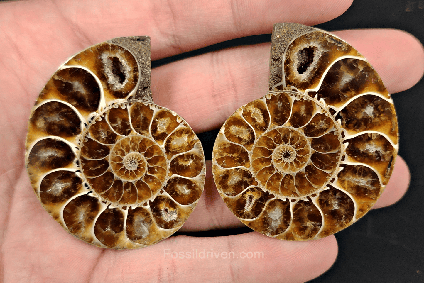 2.07" Cut & Polished Agatized Ammonite Fossil – Display Specimen | Fossil Driven - Fossil Driven