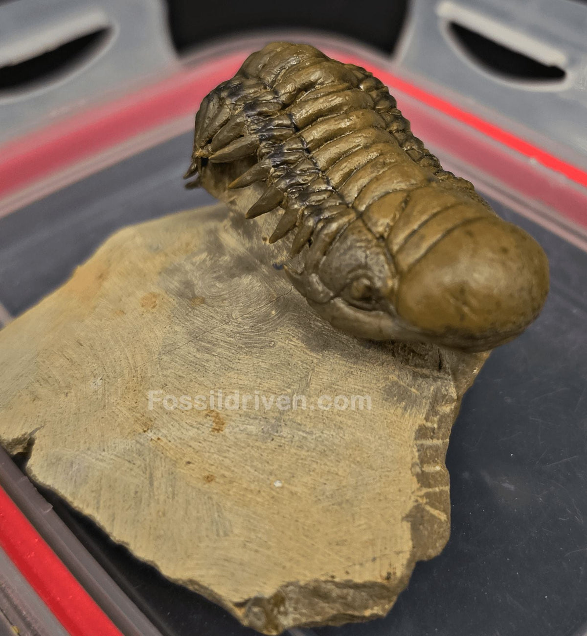 2.07" Fossil Crotalocephalina Trilobite – Devonian – Issoumour, Morocco - Fossil Driven