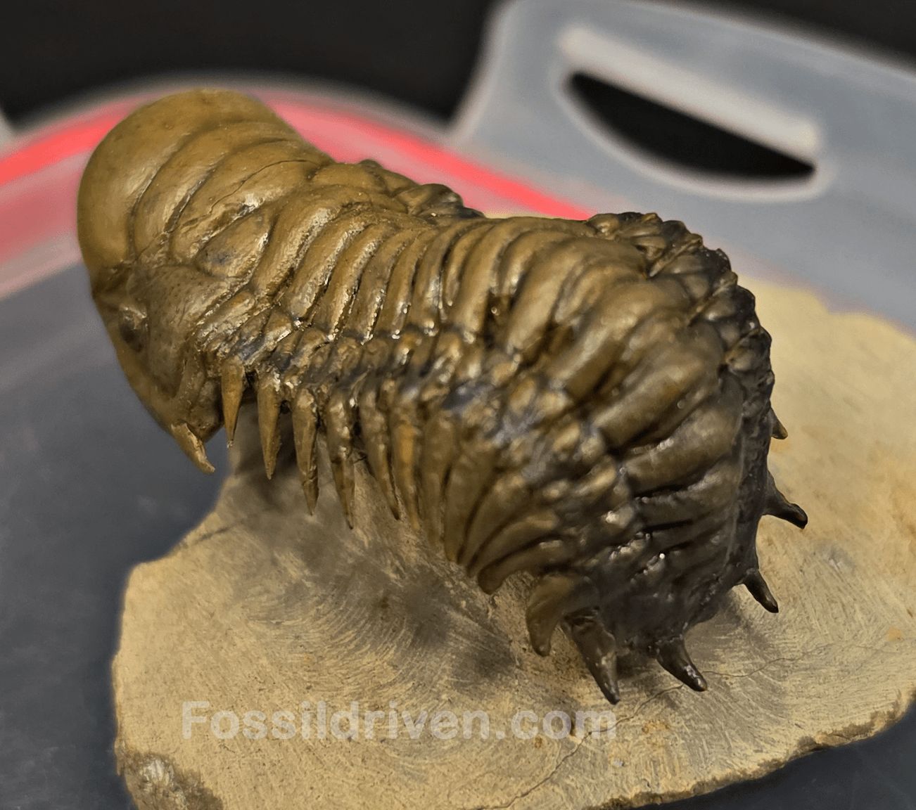 2.07" Fossil Crotalocephalina Trilobite – Devonian – Issoumour, Morocco - Fossil Driven