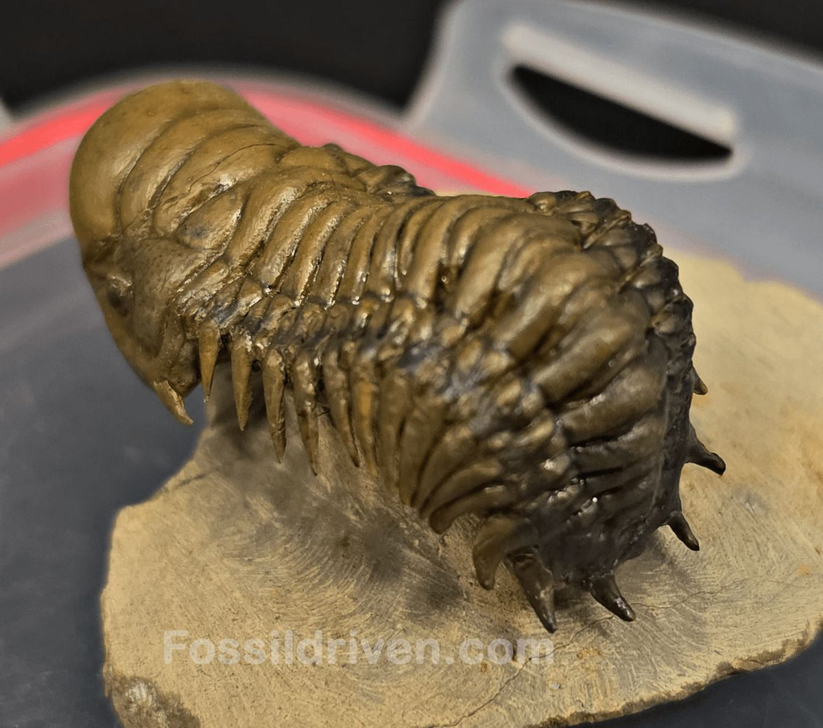 2.07" Fossil Crotalocephalina Trilobite – Devonian – Issoumour, Morocco - Fossil Driven