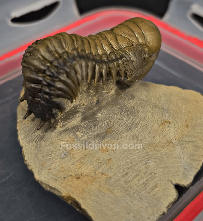 2.07" Fossil Crotalocephalina Trilobite – Devonian – Issoumour, Morocco - Fossil Driven