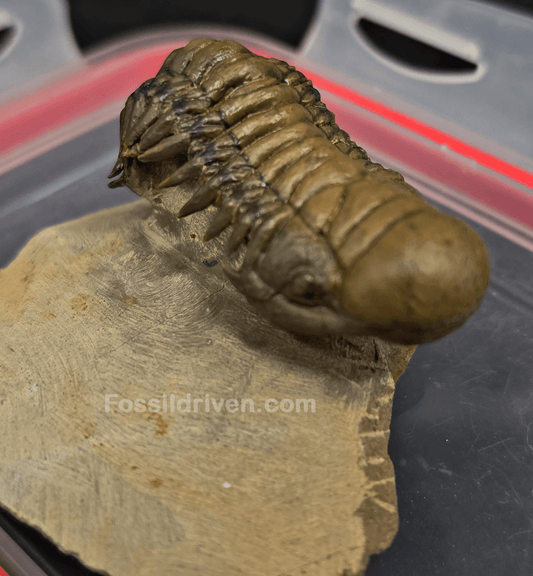 2.07" Fossil Crotalocephalina Trilobite – Devonian – Issoumour, Morocco - Fossil Driven
