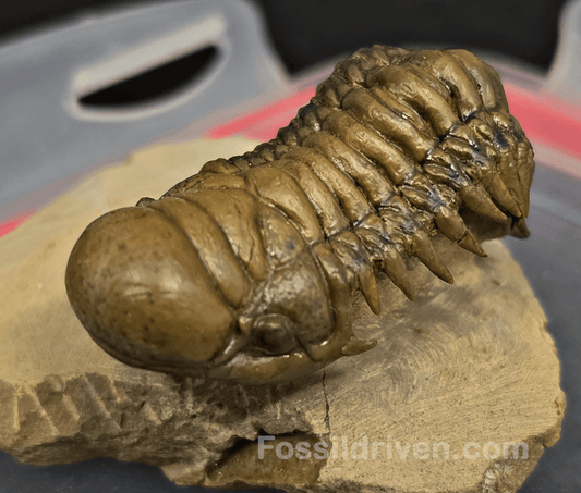 2.07" Fossil Crotalocephalina Trilobite – Devonian – Issoumour, Morocco - Fossil Driven