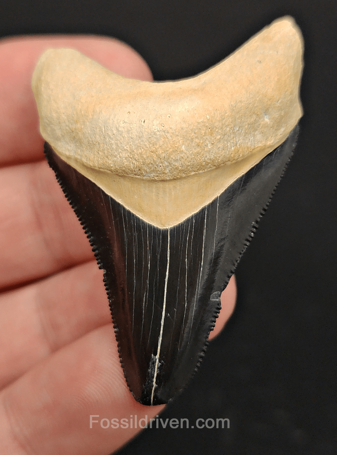 2.08" Fossil Megalodon Tooth – Authentic Fossil from Bone Valley, Florida - Fossil Driven