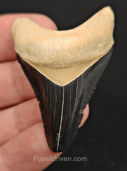 2.08" Fossil Megalodon Tooth – Authentic Fossil from Bone Valley, Florida - Fossil Driven