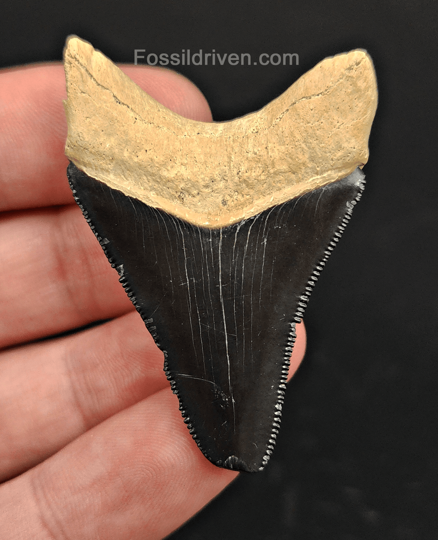 2.08" Fossil Megalodon Tooth – Authentic Fossil from Bone Valley, Florida - Fossil Driven