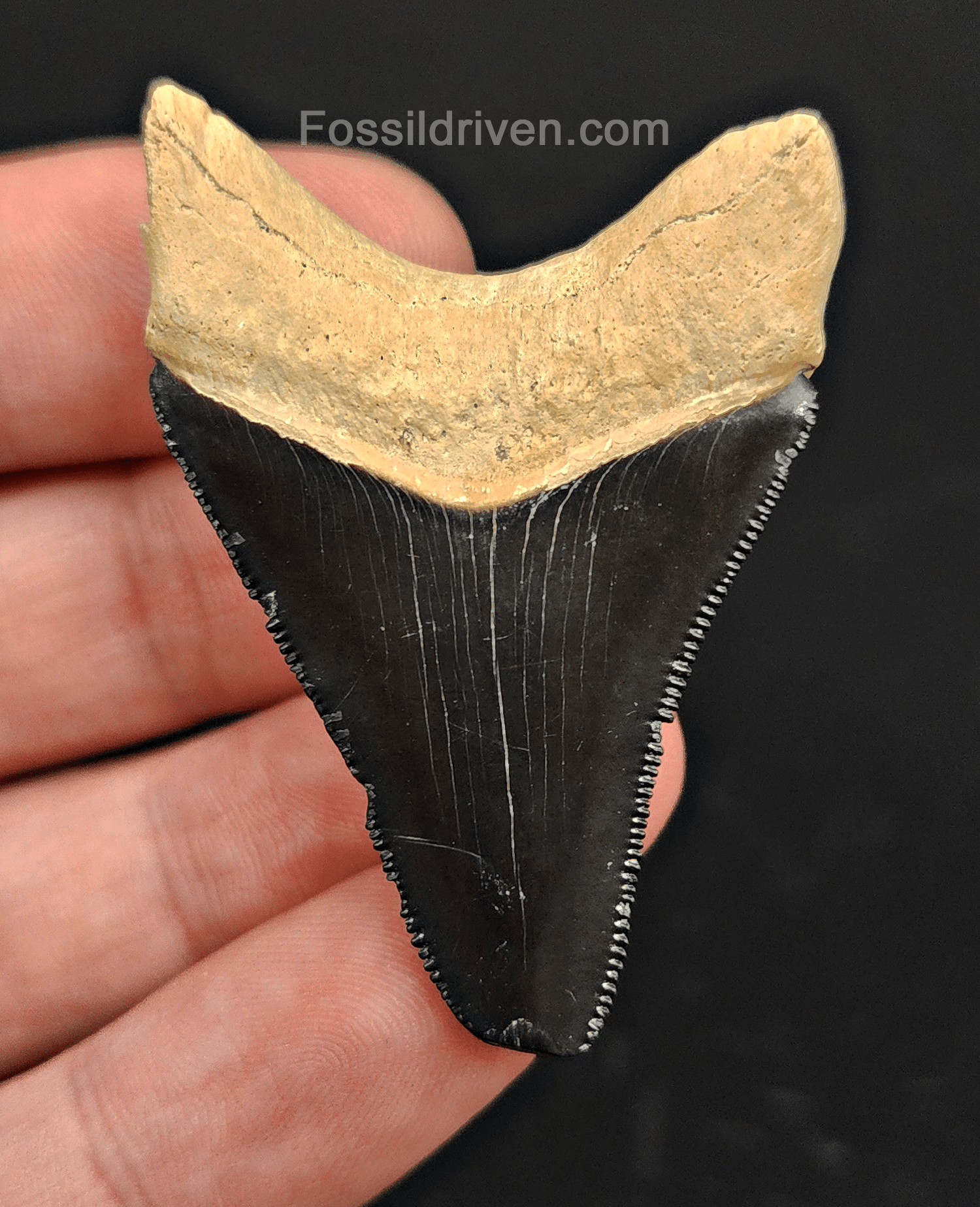 2.08" Fossil Megalodon Tooth – Authentic Fossil from Bone Valley, Florida - Fossil Driven