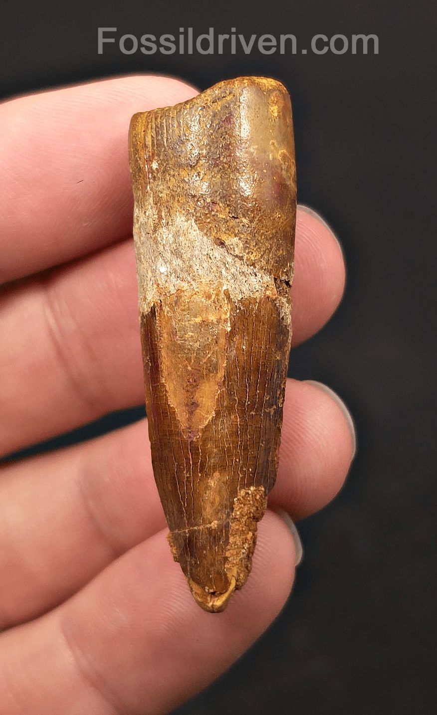 2.08" Fossil Spinosaurus Tooth - Real Dinosaur Tooth - Fossil Driven