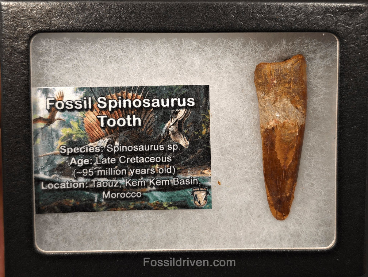 2.08" Fossil Spinosaurus Tooth - Real Dinosaur Tooth - Fossil Driven