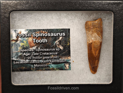 2.08" Fossil Spinosaurus Tooth - Real Dinosaur Tooth - Fossil Driven