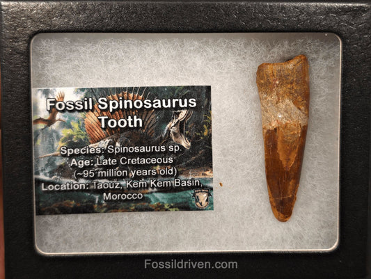 2.08" Fossil Spinosaurus Tooth - Real Dinosaur Tooth - Fossil Driven