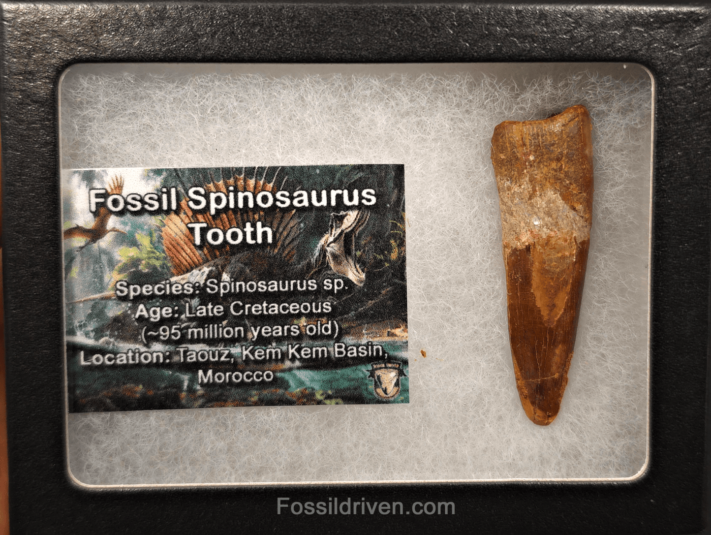2.08" Fossil Spinosaurus Tooth - Real Dinosaur Tooth - Fossil Driven