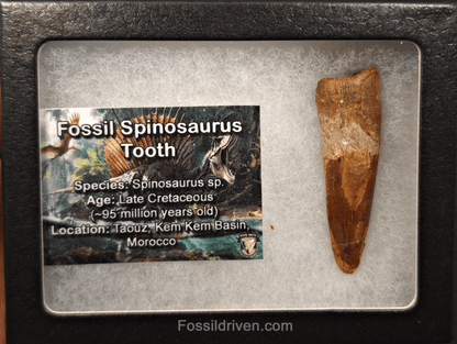 2.08" Fossil Spinosaurus Tooth - Real Dinosaur Tooth - Fossil Driven