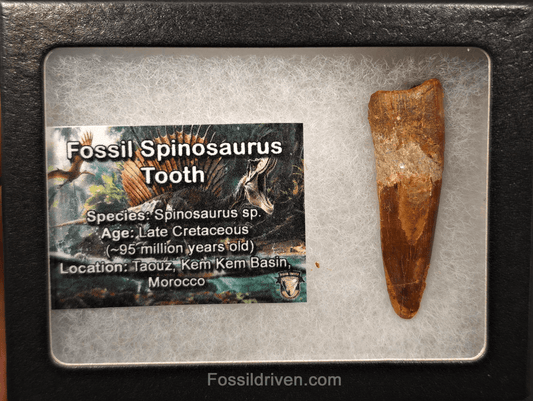 2.08" Fossil Spinosaurus Tooth - Real Dinosaur Tooth - Fossil Driven