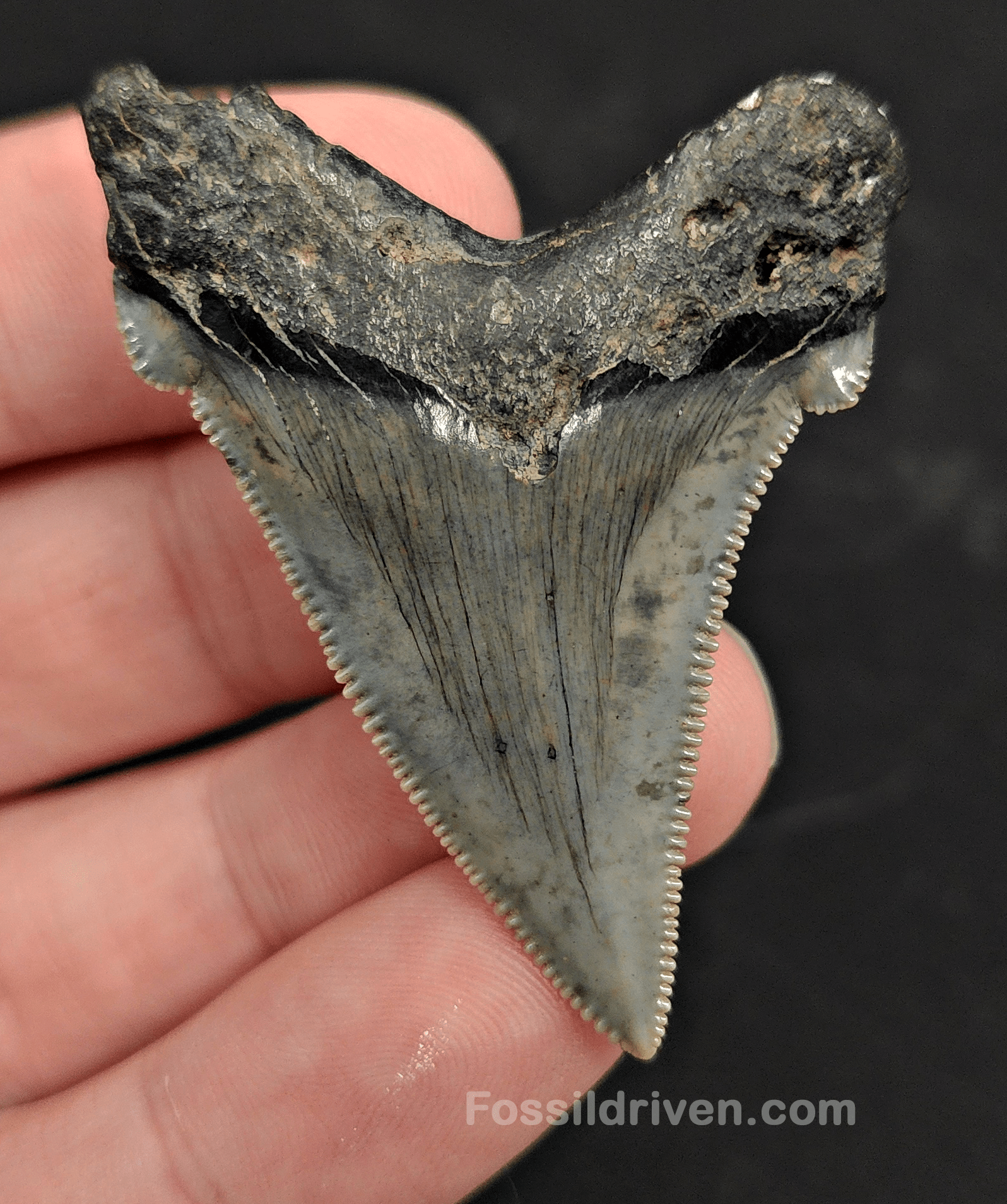 2.09" Fossil Angustidens Shark Tooth – Beaufort, South Carolina (Otodus angustidens) - Fossil Driven