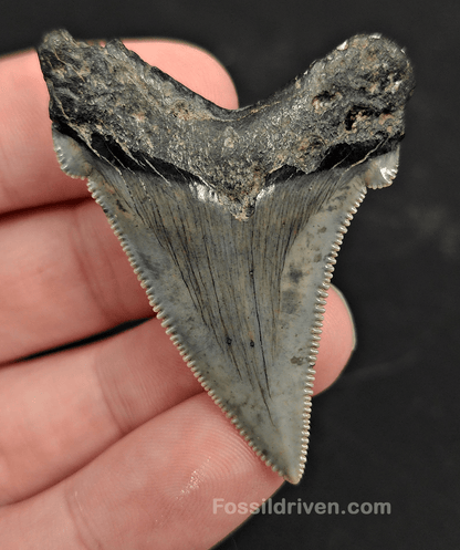 2.09" Fossil Angustidens Shark Tooth – Beaufort, South Carolina (Otodus angustidens) - Fossil Driven