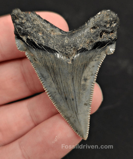 2.09" Fossil Angustidens Shark Tooth – South Carolina (Otodus angustidens) - Fossil Driven