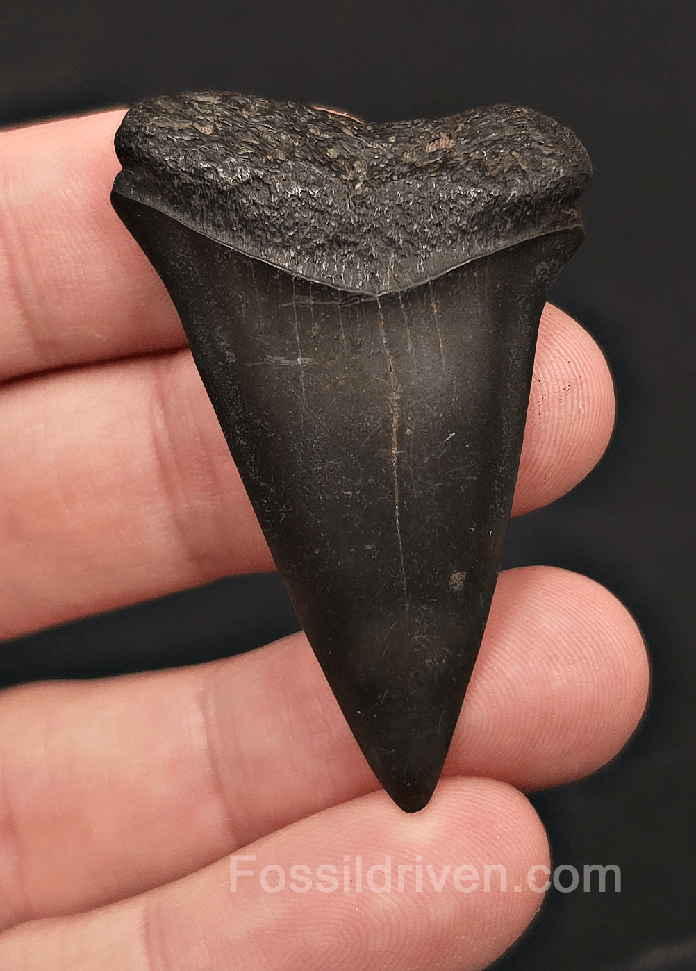 2.09" Fossil Hastalis Mako Shark Tooth - South East, Georgia - Fossil Driven