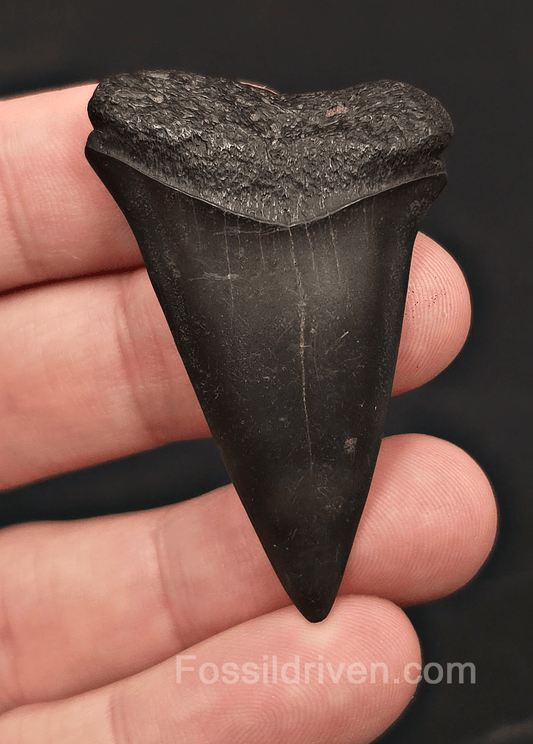2.09" Fossil Hastalis Mako Shark Tooth - South East, Georgia - Fossil Driven