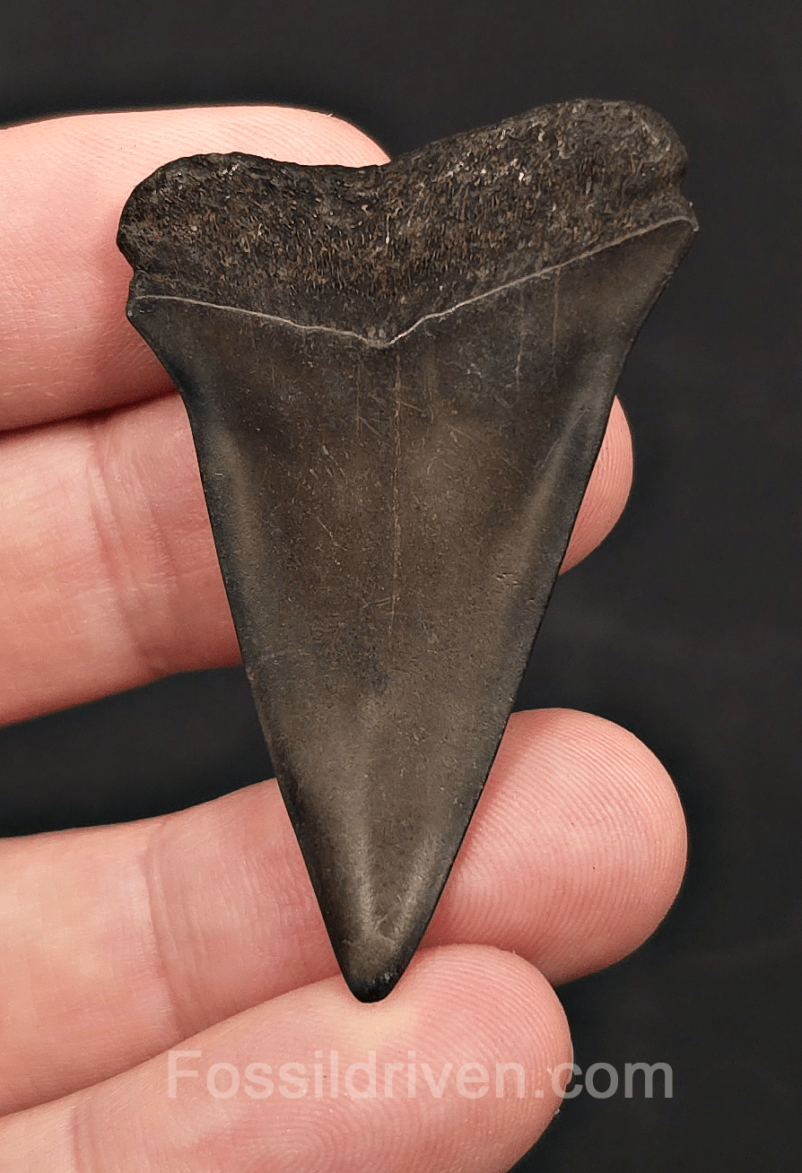 2.09" Fossil Hastalis Mako Shark Tooth - South East, Georgia - Fossil Driven