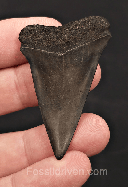 2.09" Fossil Hastalis Mako Shark Tooth - South East, Georgia - Fossil Driven