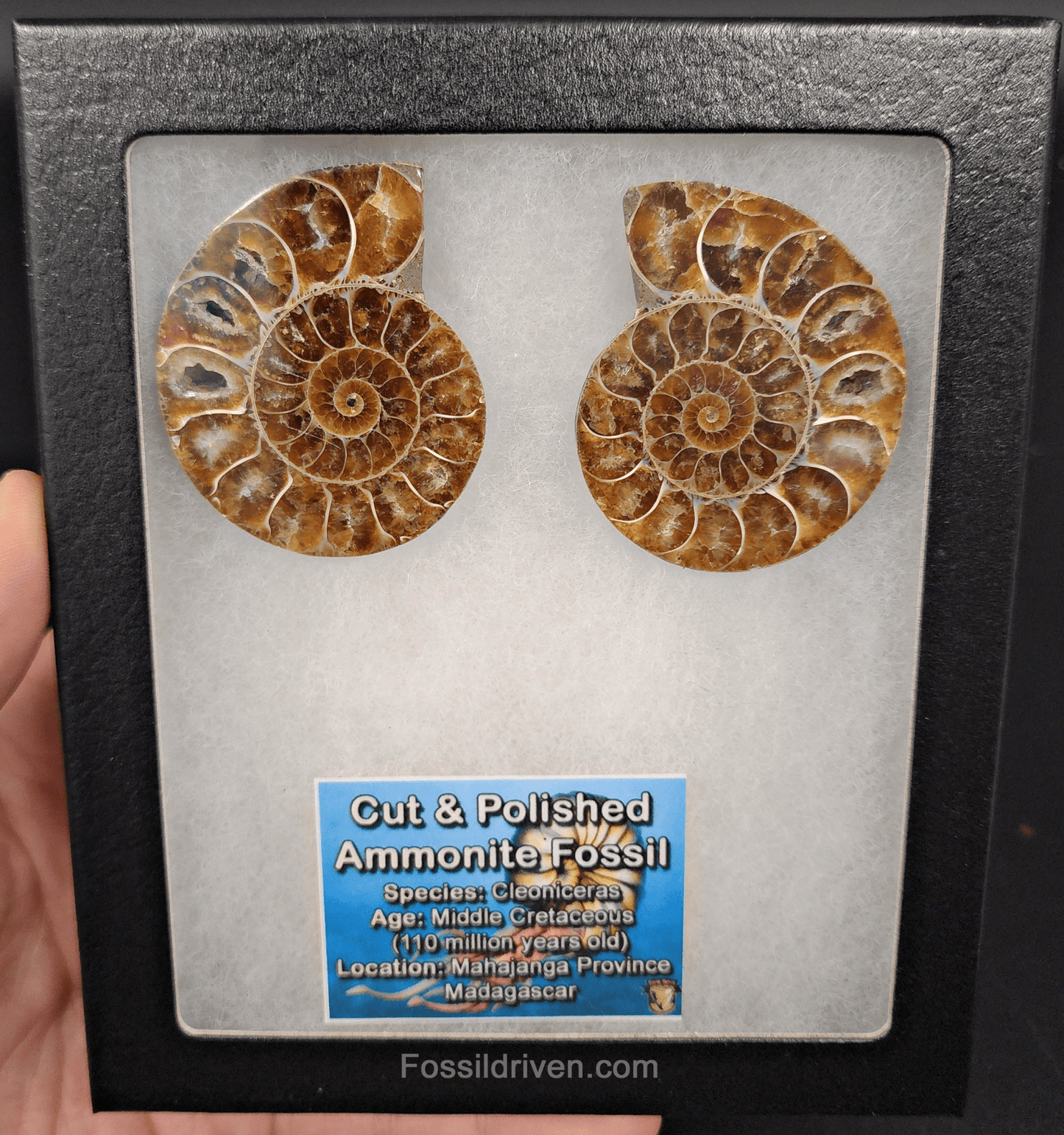 2.10" Cut & Polished Agatized Ammonite Fossil – Display Specimen | Fossil Driven - Fossil Driven