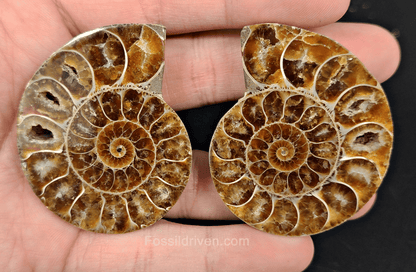 2.10" Cut & Polished Agatized Ammonite Fossil – Display Specimen | Fossil Driven - Fossil Driven