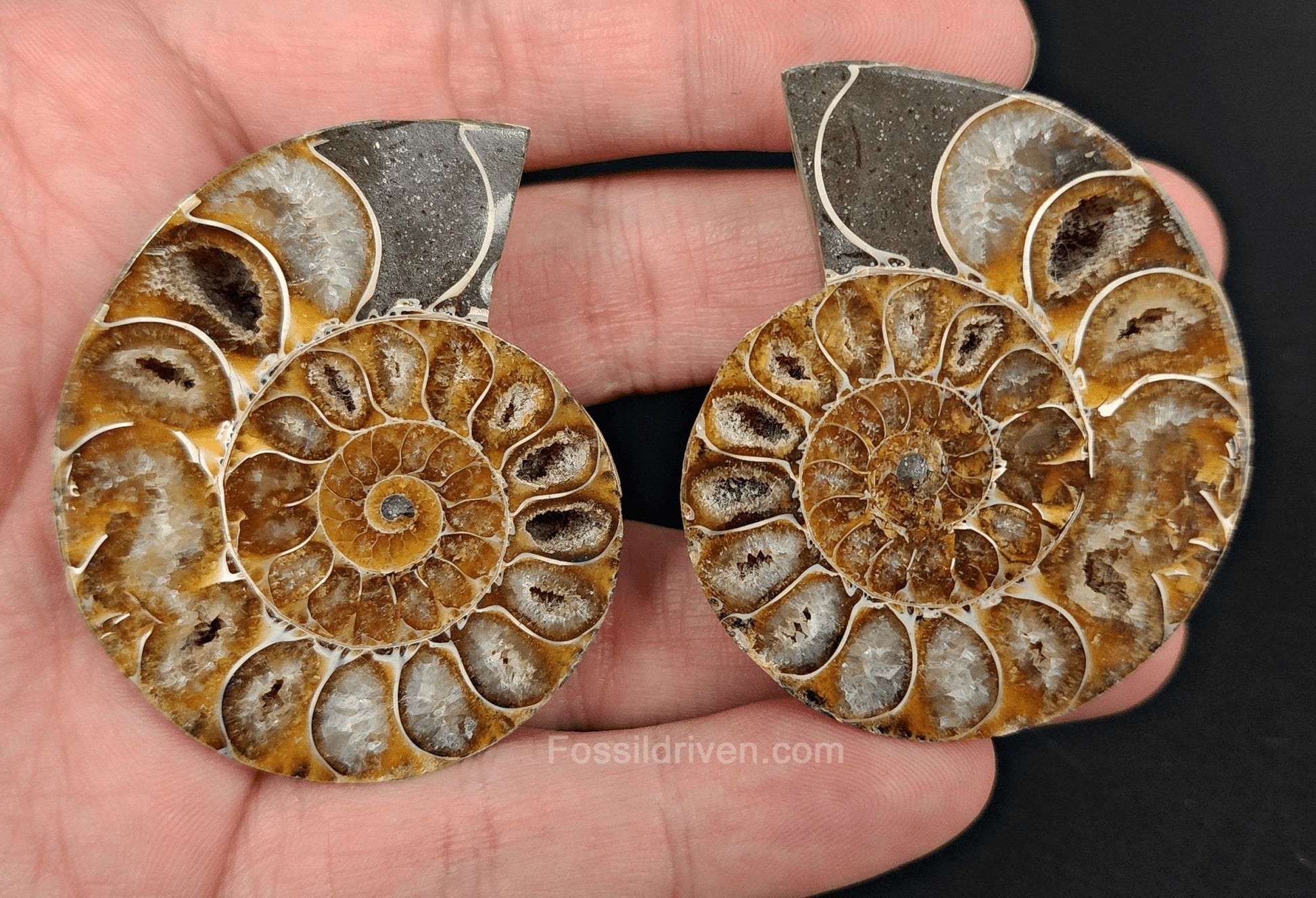 2.10" Cut & Polished Agatized Ammonite Fossil | Fossil Driven - Fossil Driven