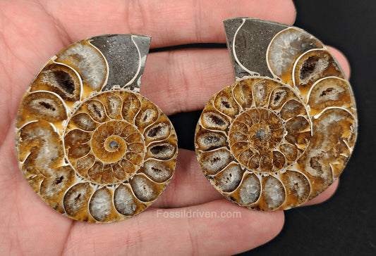 2.10" Cut & Polished Agatized Ammonite Fossil | Fossil Driven - Fossil Driven
