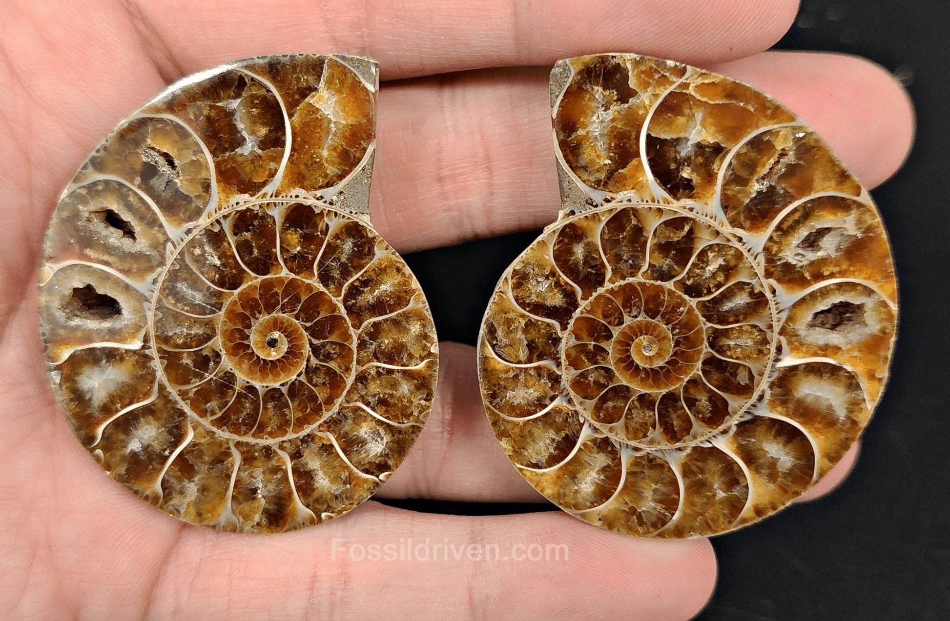 2.10" Cut & Polished Agatized Ammonite Fossil - Real Fossil | Fossil Driven - Fossil Driven