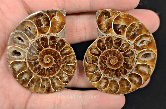 2.10" Cut & Polished Agatized Ammonite Fossil - Real Fossil | Fossil Driven - Fossil Driven