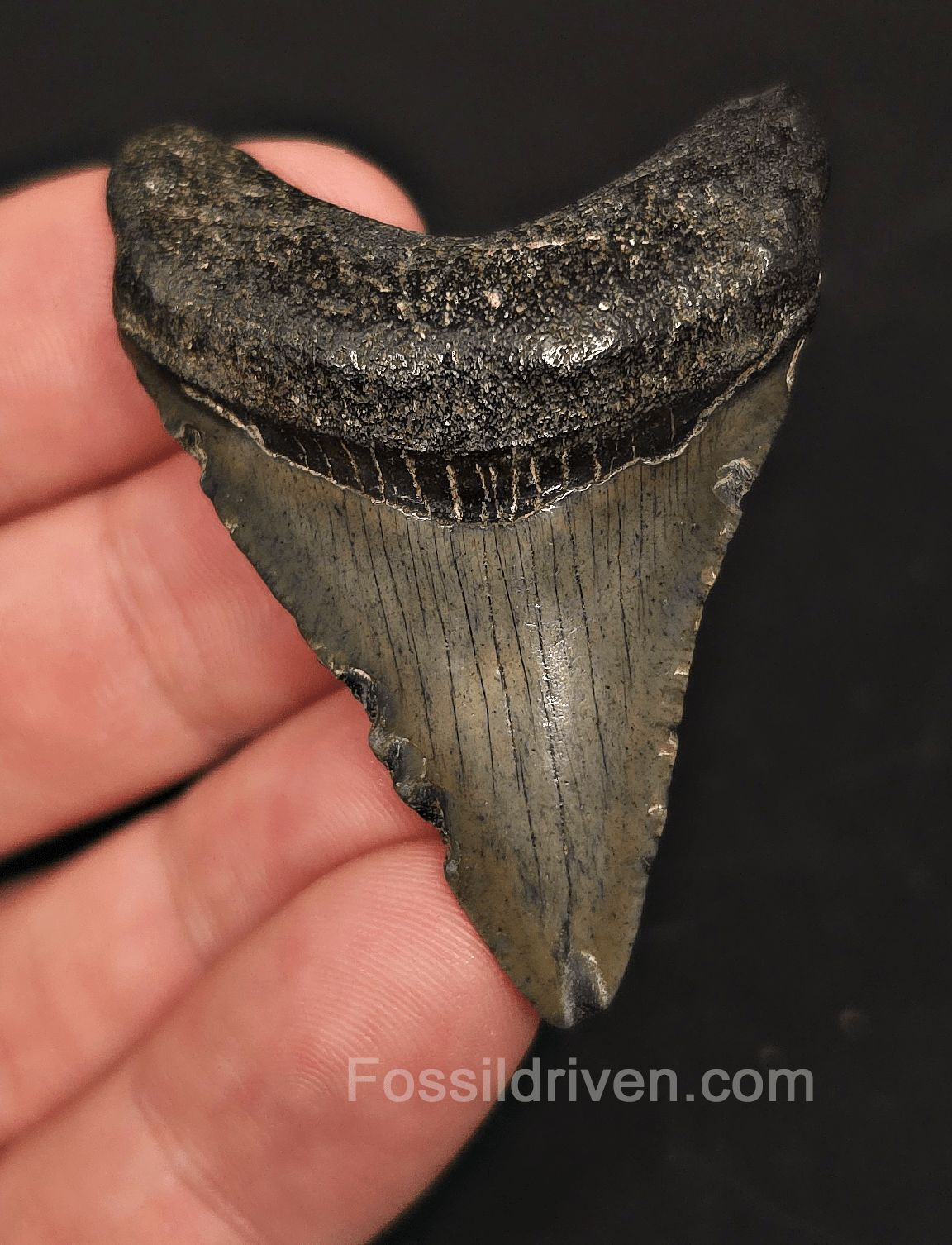 2.10" Fossil Megalodon Tooth for Sale - Beaufort, South Carolina | Fossil Driven - Fossil Driven