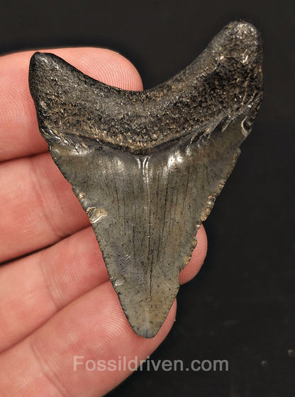 2.10" Fossil Megalodon Tooth for Sale - Beaufort, South Carolina | Fossil Driven - Fossil Driven