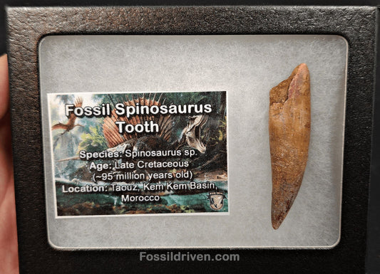 2.10" Fossil Spinosaurus Tooth - Real Dinosaur Tooth - Fossil Driven