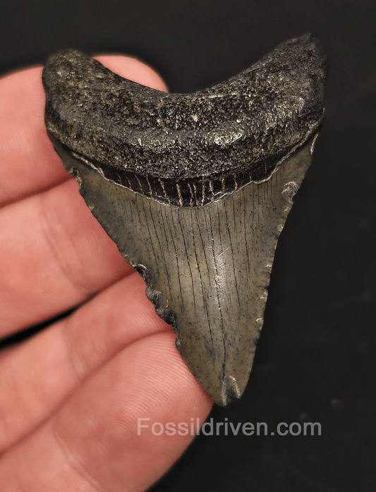 2.10" South Carolina Megalodon Tooth - Solid Specimen - Authentic Fossil Shark Tooth - Fossil Driven